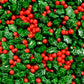 Mistletoe Shapes